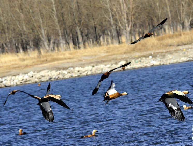 拉萨河谷湿地越冬的赤麻鸭.jpg