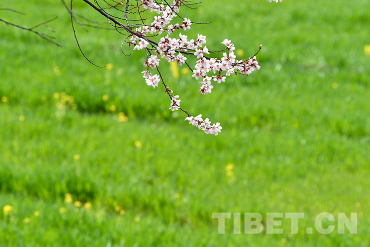 林芝雅鲁藏布大峡谷景区桃花盛开（资料图）摄影：王媛媛.jpg