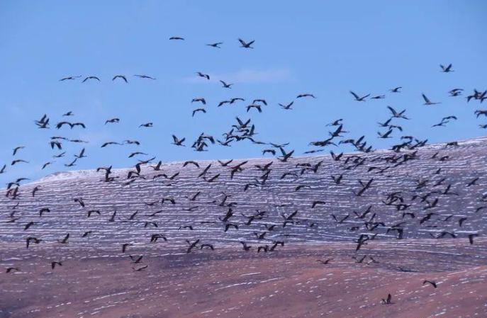 青海首次在全省范围内开展黑颈鹤专项调查