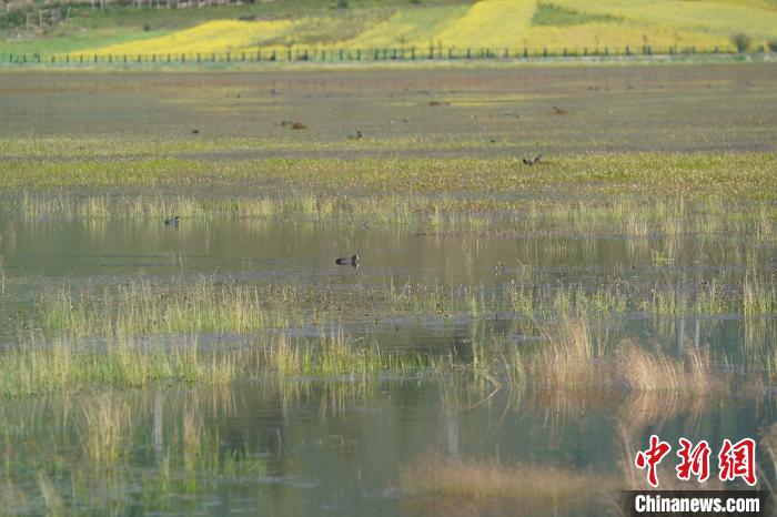 香格里拉纳帕海：修复湿地生态留下“远方的客人”