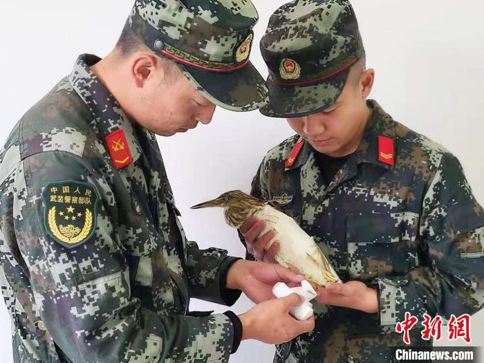 图为武警官兵正在为国家一级重点保护动物池鹭包扎。　柳泽田 摄