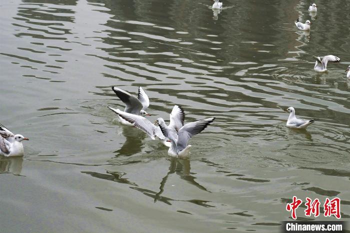 四川内江：甜城湖美迎海鸥