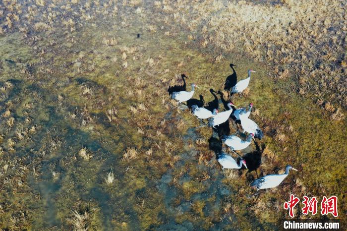 图为黑颈鹤群在湿地中晒太阳。　卡美燕 摄