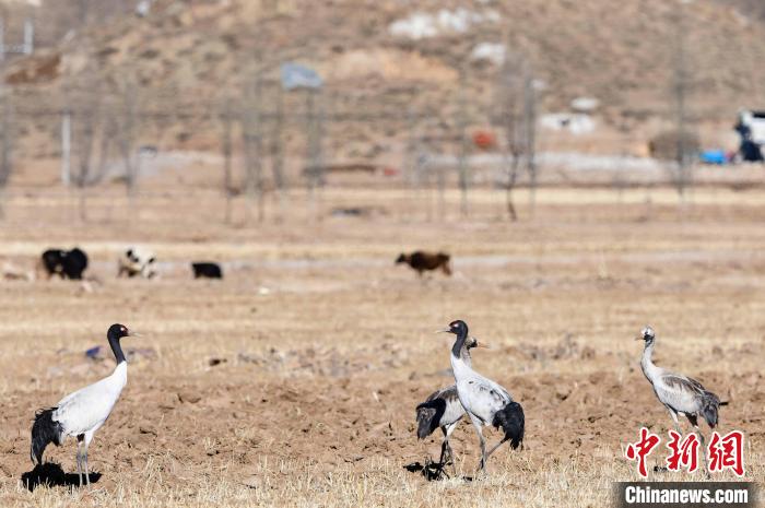 图为黑颈鹤在拉萨市林周县境内的田间觅食。　贡嘎来松 摄