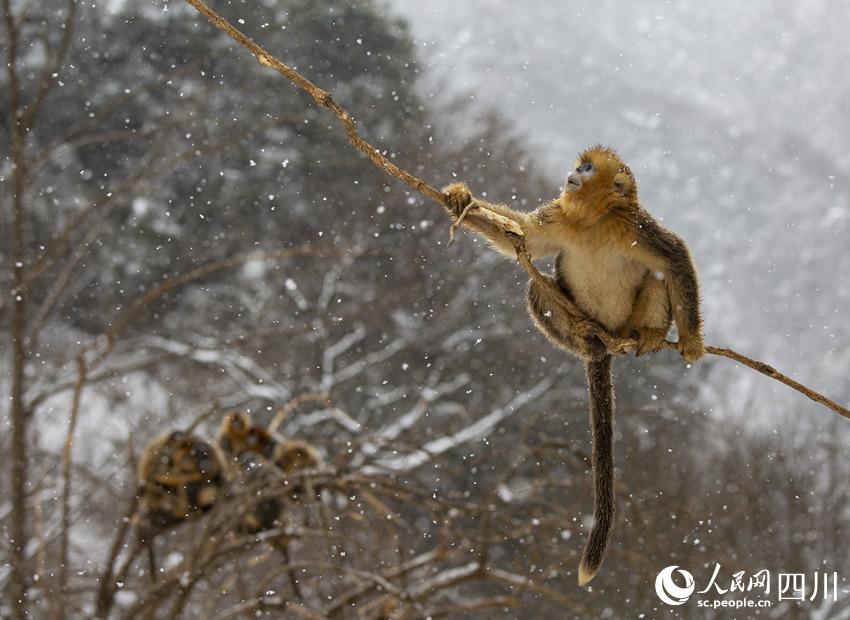雪中嬉戏的川金丝猴。钟欢摄