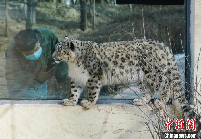 青藏高原野生动物园的雪豹“奶爸”