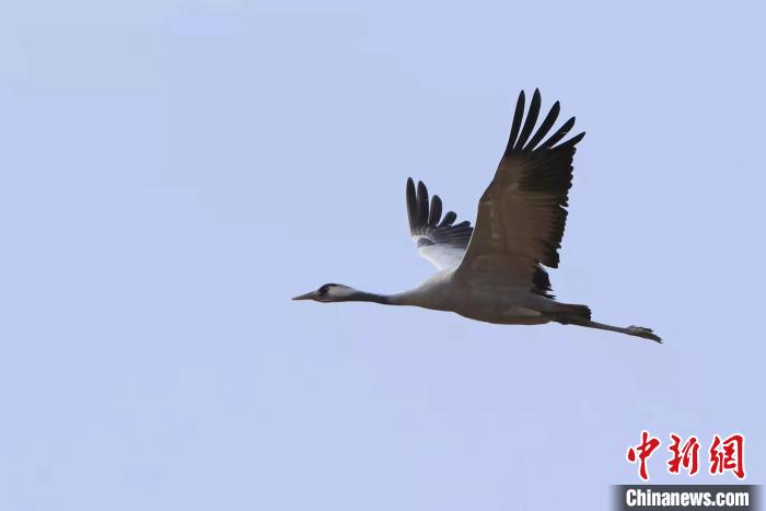 上万只灰鹤在青海都兰县巴隆地区集群停歇