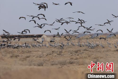 图为灰鹤在青海海西蒙古族藏族自治州都兰县巴隆地区上空飞翔。　 松太加 摄