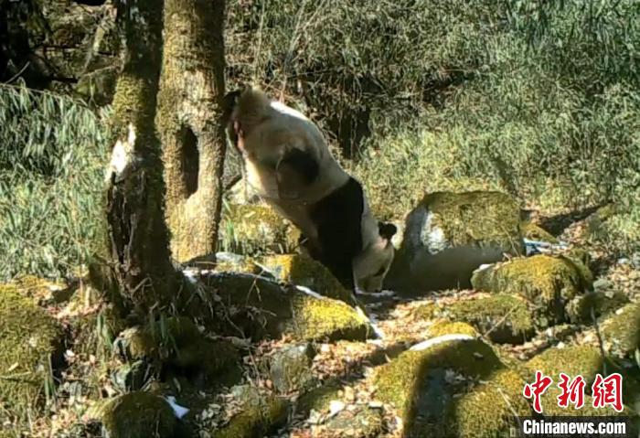 四川平武：大熊猫倒立撒尿或为圈地“谈恋爱”