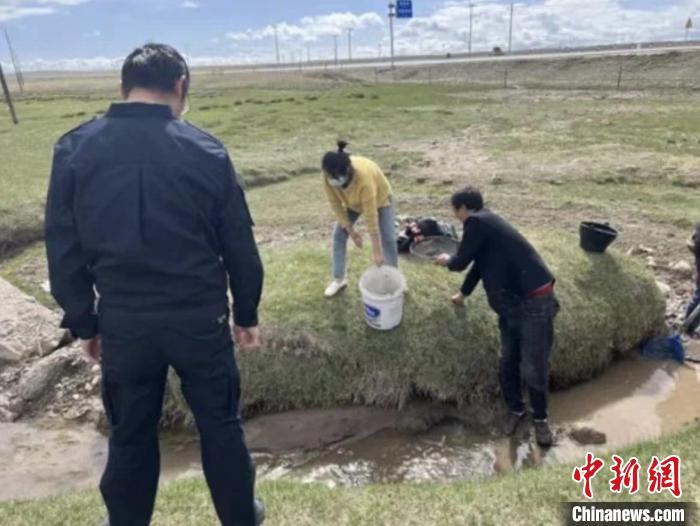 青海湖环湖地区干部群众共同救助搁浅青海湖裸鲤