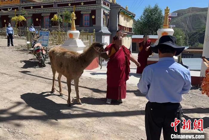 青海警方成功救助国家一级保护动物白唇鹿