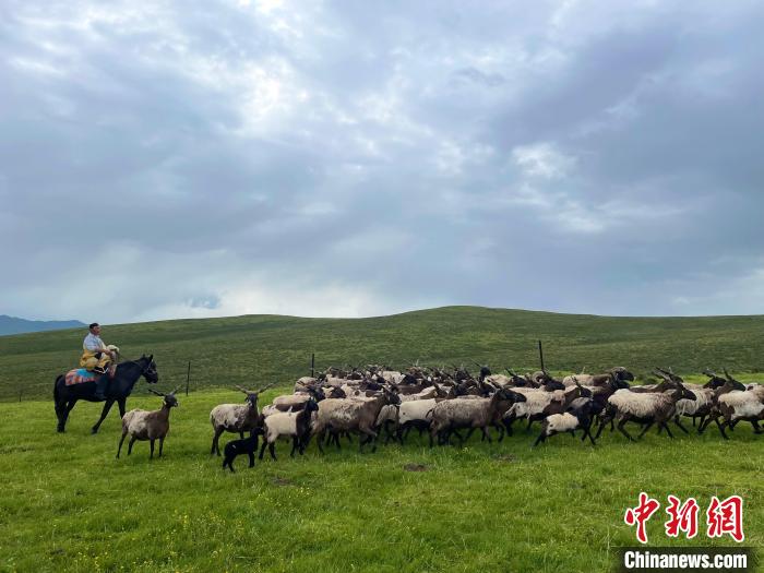 “三江源”腹地有机大牧场：科学养殖让畜产品走出“深闺”