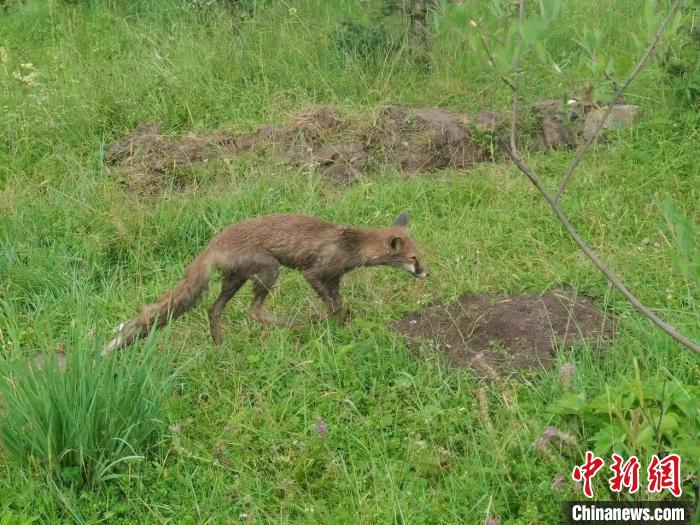 青海互助警方救助国家二级保护野生动物赤狐