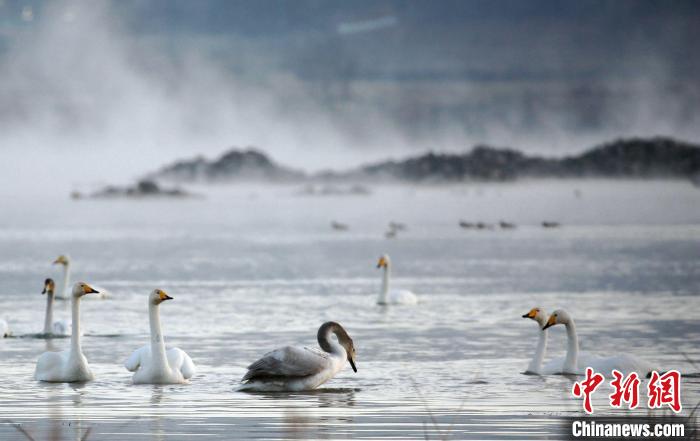 图为青海黄河流域化隆段的天鹅。(资料图) 李玉峰 摄