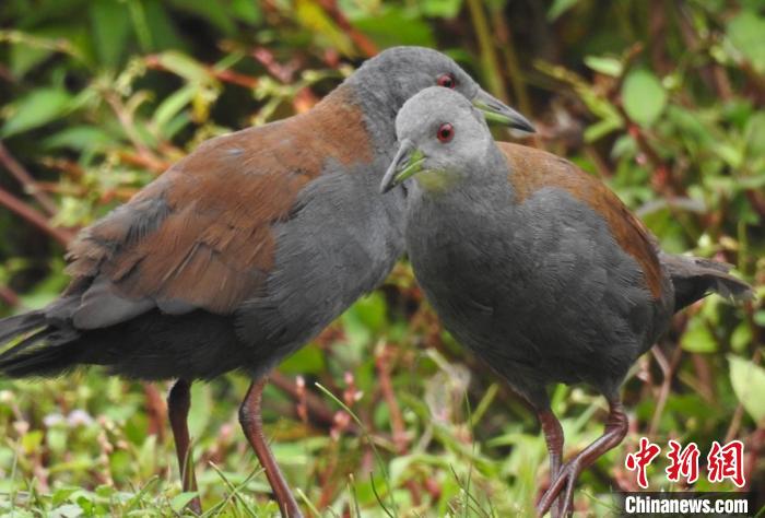 四川雅安境内首次发现国家二级保护动物棕背田鸡