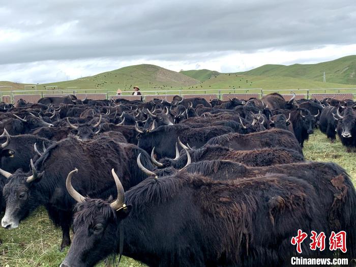 图为泽曲草原上的牦牛。(资料图) 泽库县委宣传部 供图