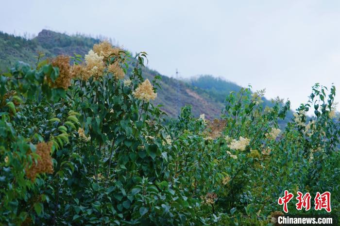 图为西宁北山上的丁香树。　马铭言 摄