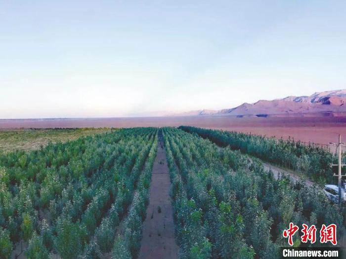 图为格尔木境内种植的绿树。　格尔木融媒体中心供图