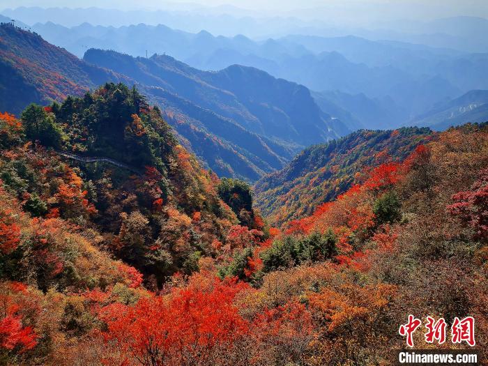 巴山大峡谷漫天红叶。　张平 摄