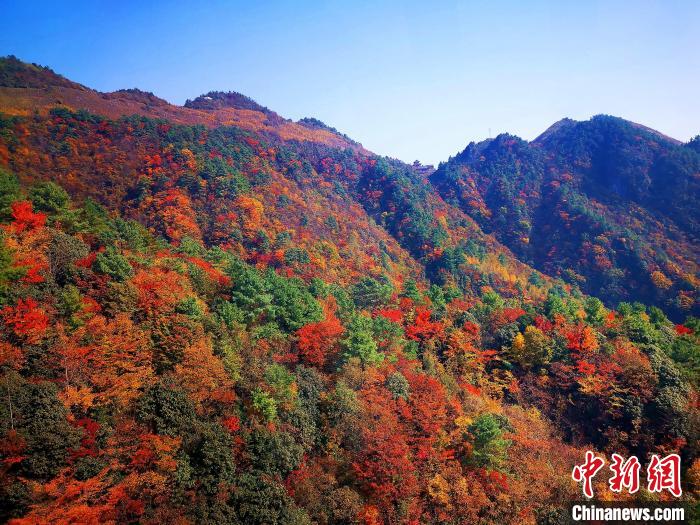 巴山大峡谷漫天红叶。　张平 摄