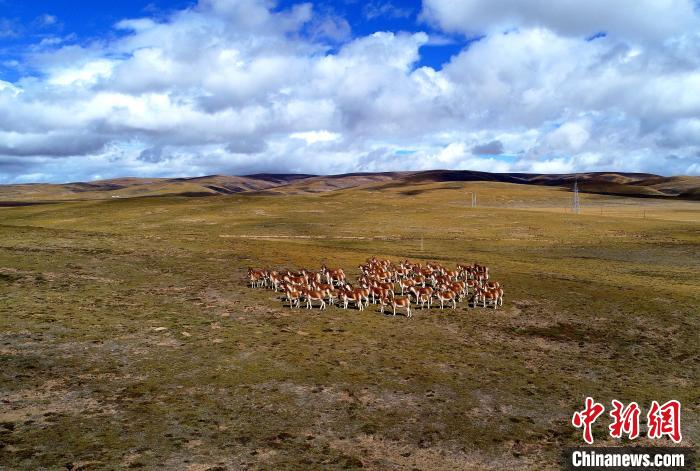 图为三江源国家公园黄河源园区内的藏野驴种群。　玛多县委宣传部 供图