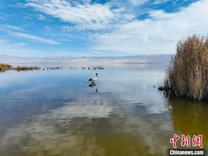 图为黑颈鹤在湖中行走。　巴格生 摄