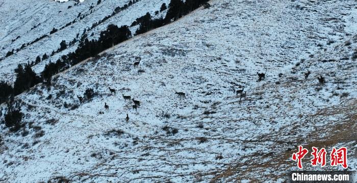图为岩羊和马鹿集体在雪地里休憩。　都兰县融媒体中心 供图