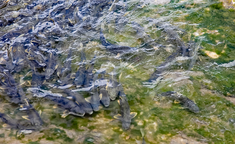 青海湖裸鲤（湟鱼）洄游。周元峰摄