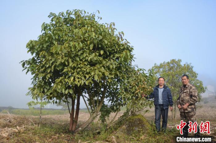 极小种群野生植物滇桐近地保护6年首次结实