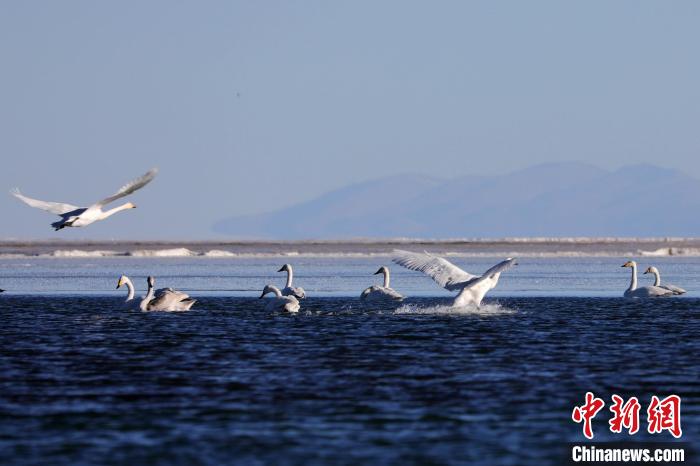 图为一群大天鹅在湖面嬉戏。　马怡睿 摄