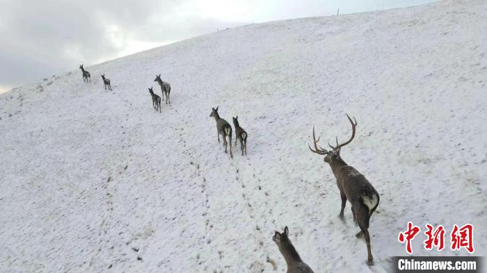 图为马鹿群在雪地里行走。　才仁 摄