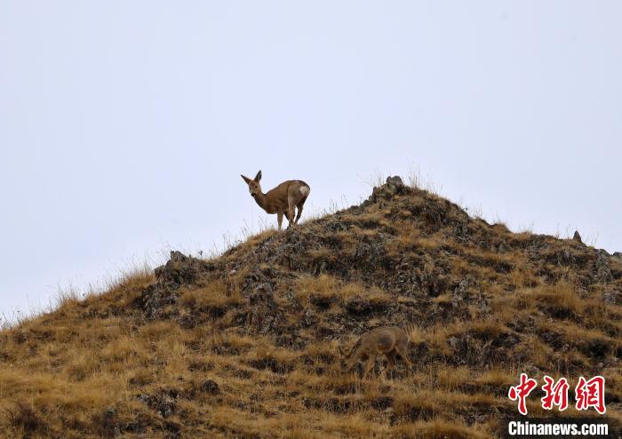 图为山坡上的狍鹿。　才项南加 摄
