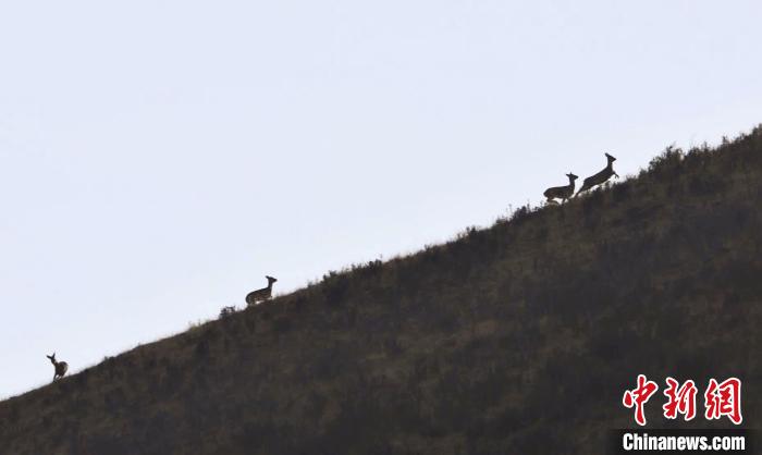 图为狍鹿在山坡上漫步。　才项南加 摄