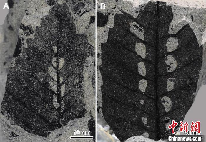 云南学者通过2.5亿年前化石揭示植物“睡觉”起源机制