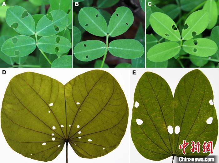 图为现生植物叶片在夜晚合拢后被咬出的“虫眼” 云南大学古生物研究院供图