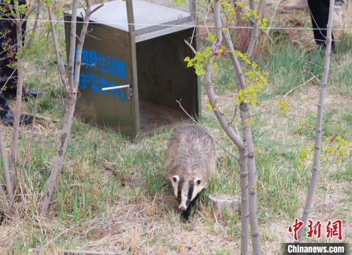 图为西宁野生动物园救护的狗獾在西宁市放归大自然。　马铭言 摄