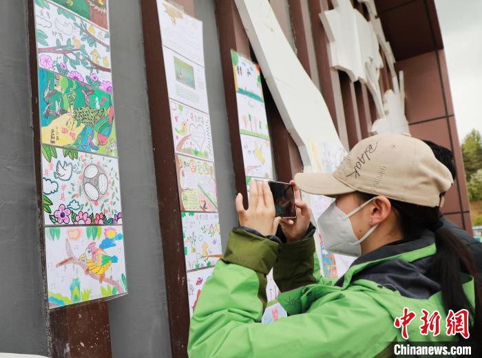 图为游客参观学生绘制的多彩鸟类科普卡。　马铭言 摄