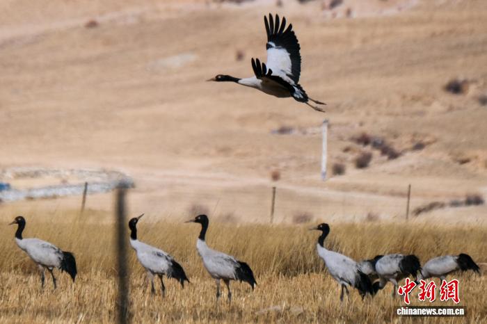 (新春走基层)西藏林周:鹤舞高原迎新春