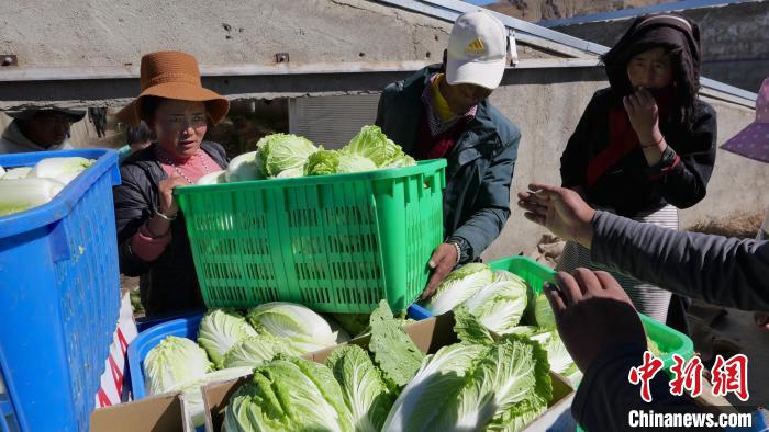 西藏返乡大学生扎西旺杰：种菜种出“成就感”