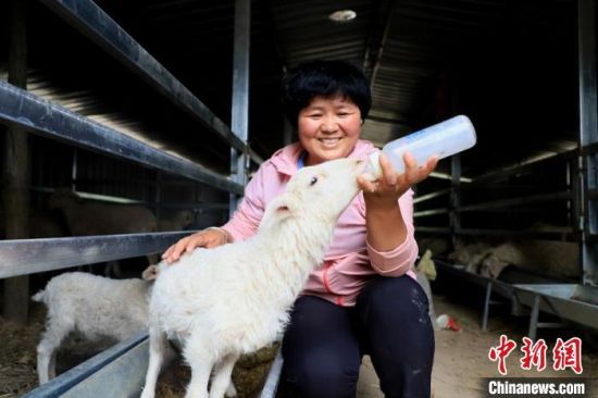 图为青海省劳动模范、光林种植合作社负责人铁令梅给羊羔喂奶。　石延寿 摄