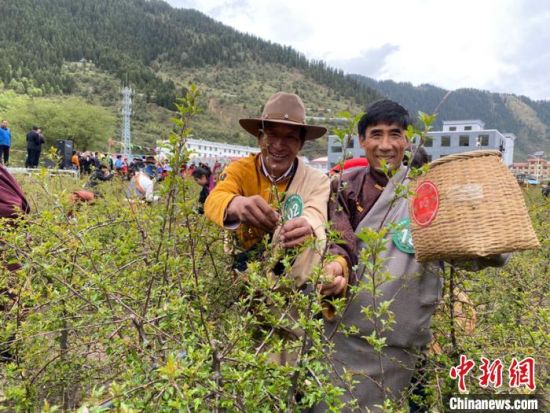 图为当地农牧民进行藏雪茶采摘比赛。　王剑辉 摄