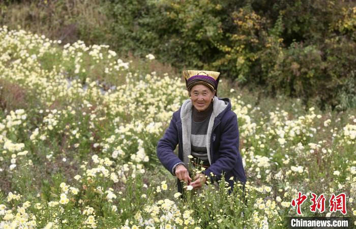 一朵杭白菊的扶贫路：跨越两千公里开出高山“致富花”