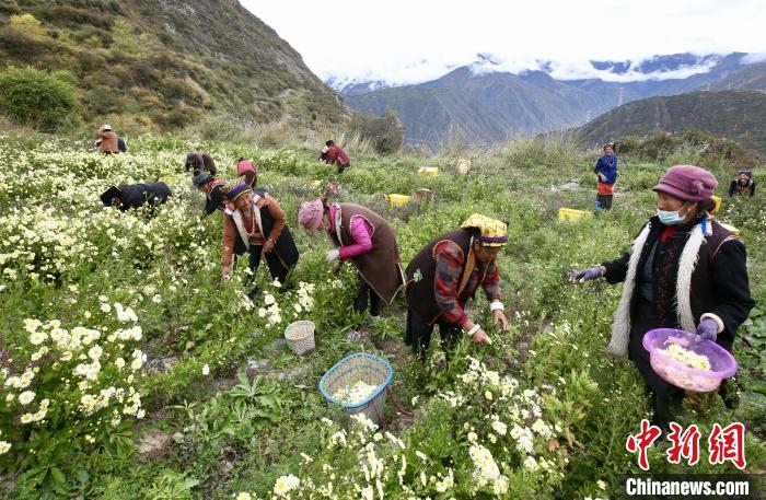 “落户”黑水的杭白菊。桐乡市宣传部提供