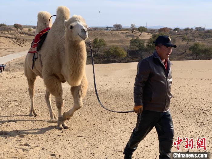 图为常英和骆驼。　奥蓝 摄