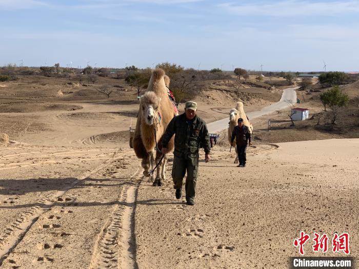 图为科尔沁沙地中的两名牵驼人。　奥蓝 摄