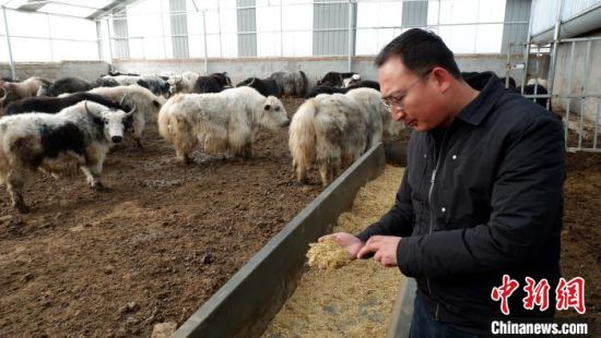 图为马金山介绍饲料配比。　李隽　摄