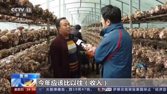 种蘑菇、养骆驼...。。特色产业助力乡村振兴走新路