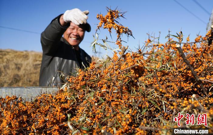 青海湟源:小果沙棘迎丰收