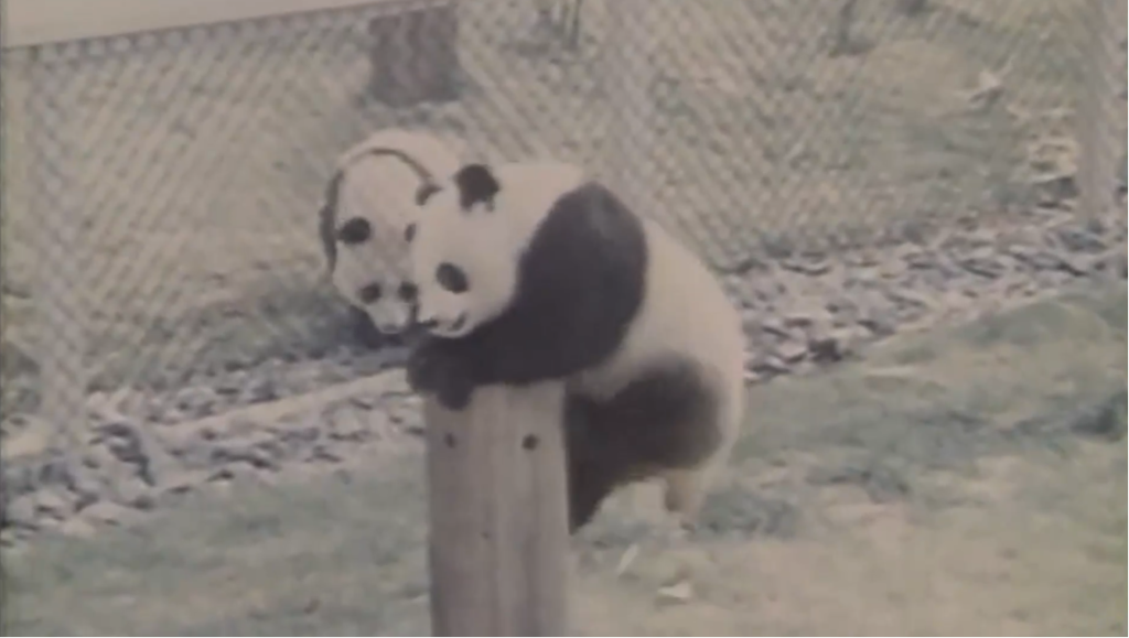 这是在美国华盛顿拍摄的中国赠美大熊猫“玲玲”和“兴兴”的资料照片。（美国史密森学会国家动物园供图，新华社发）