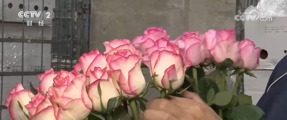 美嘉体育入口“花经济”展新“颜” “颜值”变“产值”身价倍增走俏海外(图7)